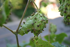 Daktulosphaira vitifoliae