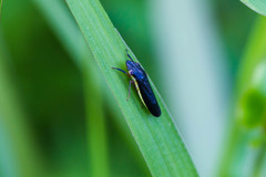 Homalodisca insolita