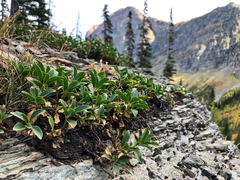 Penstemon ellipticus