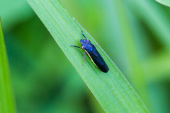 Homalodisca insolita