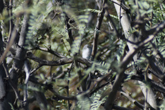 Polioptila