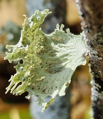 Ramalina sinensis