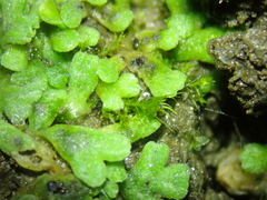 Riccia bifurca