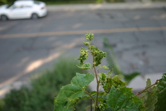 Daktulosphaira vitifoliae