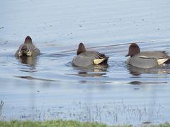 Anas crecca carolinensis