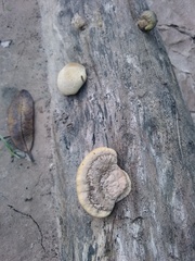 Calvatia