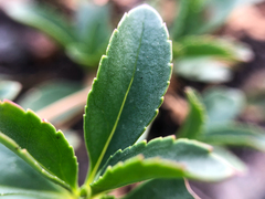 Penstemon ellipticus