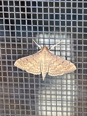 Herpetogramma phaeopteralis