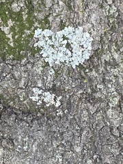 Myelochroa aurulenta