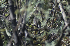 Polioptila
