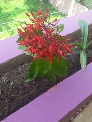 Ixora coccinea