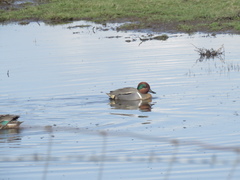 Anas crecca carolinensis