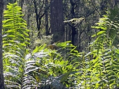 Acrostichum danaeifolium