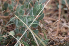 Arctostaphylos glandulosa