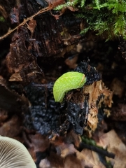 Apoda limacodes