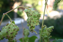 Daktulosphaira vitifoliae