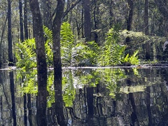 Acrostichum danaeifolium