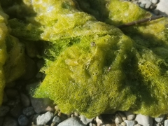 Hydrodictyon reticulatum