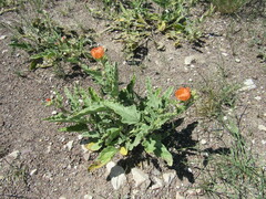 Sphaeralcea hastulata