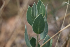Arctostaphylos glandulosa