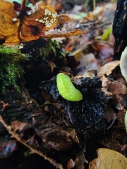 Apoda limacodes