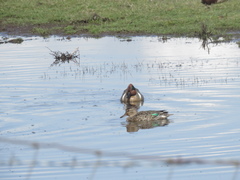 Anas crecca carolinensis