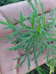 Ambrosia tenuifolia