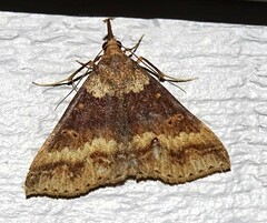 Renia discoloralis
