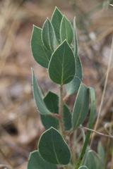Arctostaphylos glandulosa