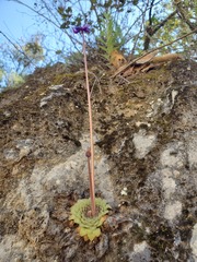 Pinguicula moranensis
