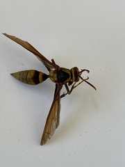 Polistes major major