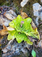 Pinguicula moranensis
