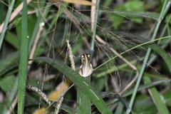 Hyperolius marmoratus taeniatus