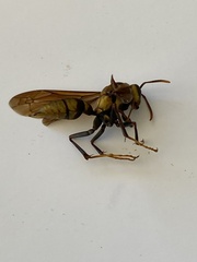 Polistes major major