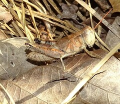 Melanoplus scudderi