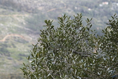 Olea europaea cuspidata