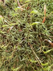 Atrichum undulatum