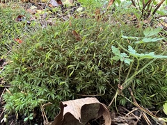 Atrichum undulatum