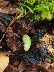 Apoda limacodes