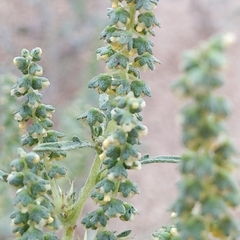 Ambrosia acanthicarpa