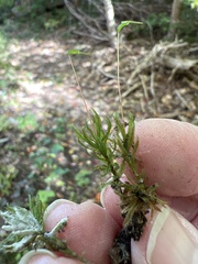 Atrichum undulatum