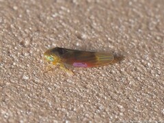 Erythridula crevecoeuri