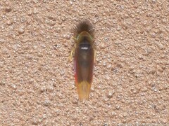 Erythridula crevecoeuri