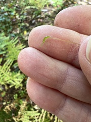 Atrichum undulatum