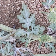 Ambrosia acanthicarpa