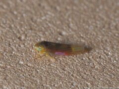 Erythridula crevecoeuri