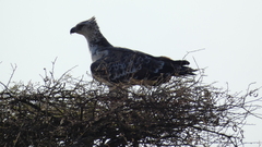 Polemaetus bellicosus