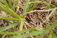 Physetopoda halensis