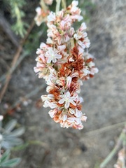 Eriogonum wrightii