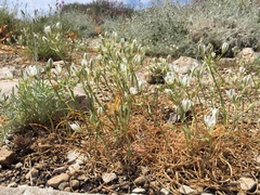 Ornithogalum comosum